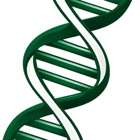 Tissue Repair Research